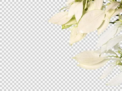 White Tropical Leaves Border Corner Composition for Elegant Branding, Wedding De Stock Photos