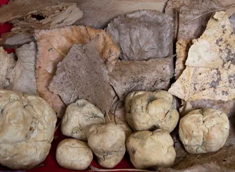 White truffles Stock Photos