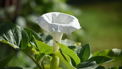 White trumpet flower Stock Footage 313564512