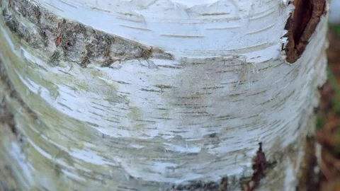 White trunk of birch with bark, black and white pattern, closeup view. Stock Footage 136023446