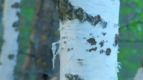 White trunk of birch with bark, black and white pattern, closeup view. Stock Footage 136517416