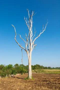 White Trunk Leafless Dead tree in Field of Sunshine Sunny Day Stock Photos