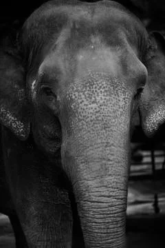 White Trunk Mammal Stock Photos
