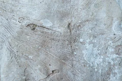 White trunk texture, tree bark. Wooden background. Stock Photos