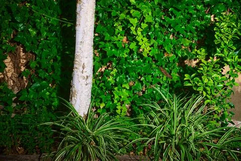 White trunk of a tree growing in a garden house Stock Photos