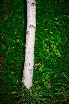 White trunk of a tree growing in a garden house Stock Photos