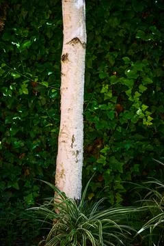 White trunk of a tree growing in a garden house Stock Photos