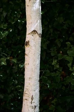 White trunk of a tree growing in a garden house Stock Photos