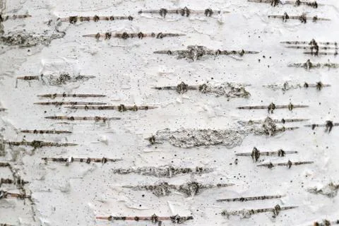 White trunk tree with lines background. Birch tree bark texture. Stock Photos