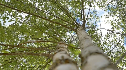 The white trunk of the trees in the field Stock Footage 116385832