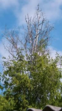 A white-trunked birch tree with a partially dried crown against a background of Stock Photos