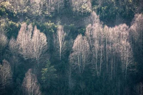 White trunks and bare branches of birch trees among dark heaths Stock Photos