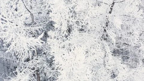 White trunks and branches are covered with snow, nature background. Russian Stock Footage 144801408