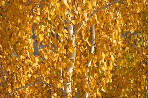 	White trunks of a birch  Foto stock