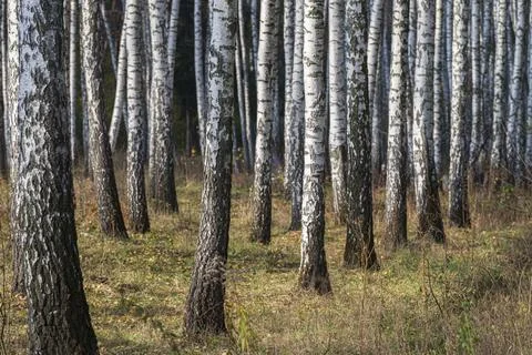 White trunks of birch trees 스톡 사진