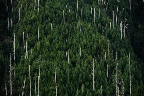 White Trunks Of Dead Trees Stand Amoung The New Growth On Hillside Stockfoto's