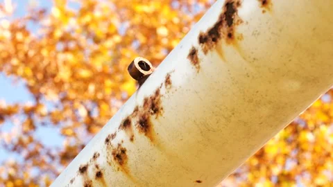 White Tube Stockbeeldmateriaal 165868093