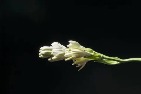 White tuberosa flower opening Stock-Footage 95077004