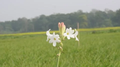 White Tuberose Blooms 스톡 동영상 332541906