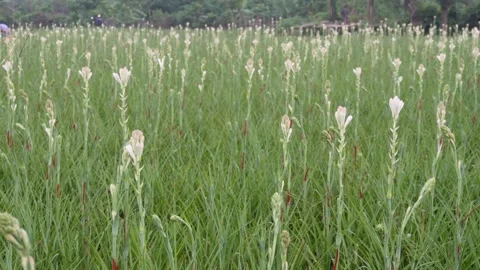 White Tuberose Blossoms Vídeo Stock 328528380