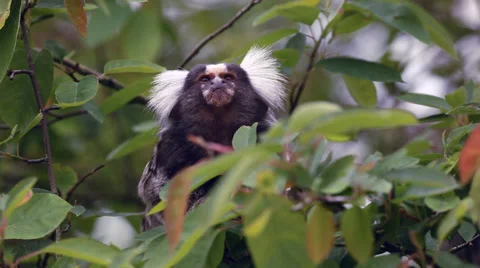 White-Tufted-Ear Marmoset Stock Footage 38224837