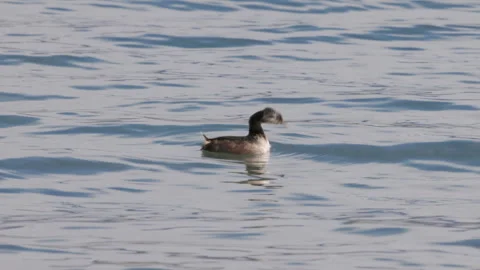 White-tufted grebe preens its feathers while floating on laguna azul Stock Footage 279543254