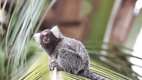 White-tufted Marmoset sit in tree in atlantic lowland rainforest close up Stock Footage 167555831