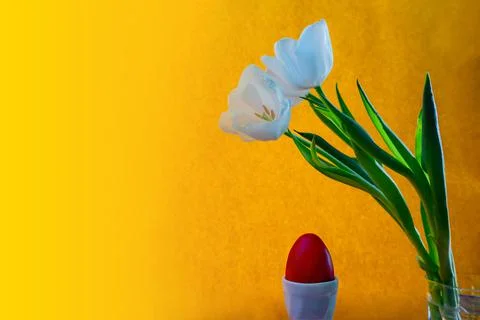 White tulip and red easter egg on a orange background Stock Photos