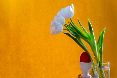 White tulip and red easter egg on a orange background Stock Photos