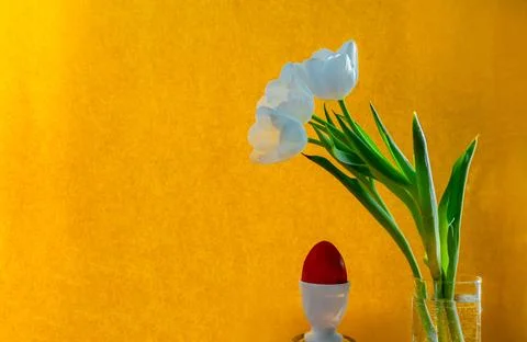 White tulip and red easter egg on a orange background Stock Photos