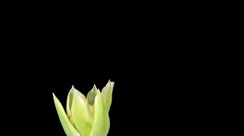 White tulip bloom buds ALPHA matte, FULL HD Stock Footage 42685183