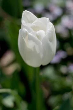 White Tulip blooming in the Spring Stock Photos