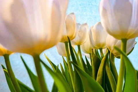 White tulip on a blue background Stock Photos