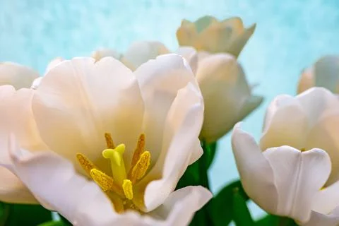 White tulip on a blue background Stock Photos