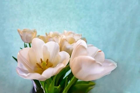 White tulip on a blue background Stock Photos