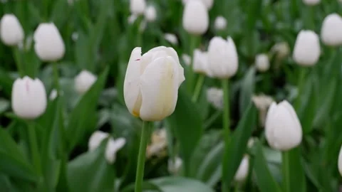 White tulip on a blurred background. 4k Stock Footage 154700365