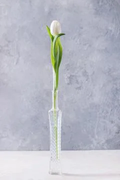 White tulip in bottle Stock Photos