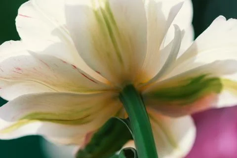 White tulip bottom view close up Stock Photos