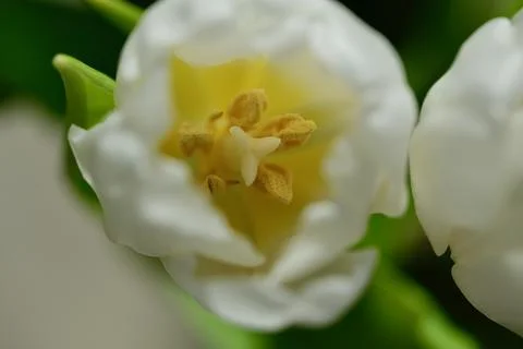 White tulip close up Stock Photos