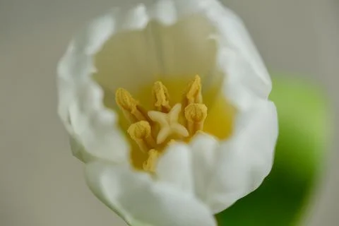 White tulip close up Stock Photos