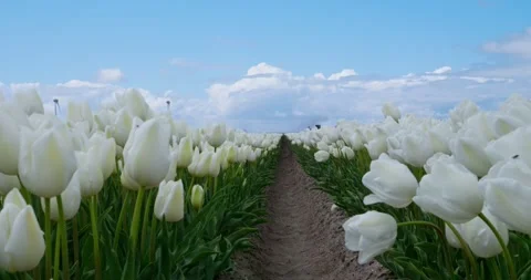 White tulip field with a dirt path, wind turbines and blue sky Video stock 342343592