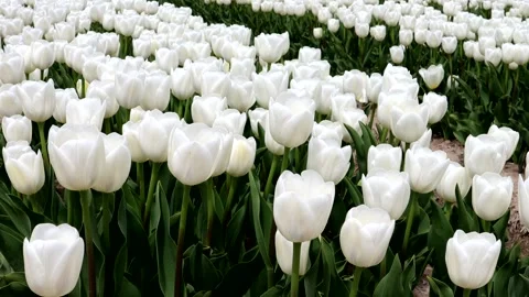 White tulip field Stock Footage 335167517