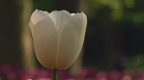 White tulip Stock Footage 4993546