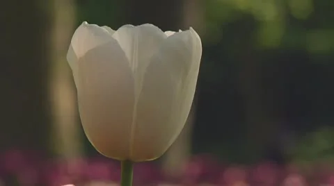 White tulip Stock Footage 10742121