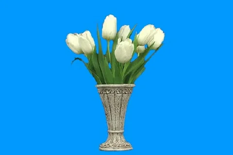 White tulip Video stock 19170401