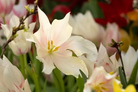 A white tulip fully opened in the sun. Pistils, stamens close-up Stock Photos