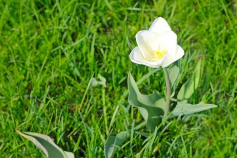 White tulip in grass Stock Photos