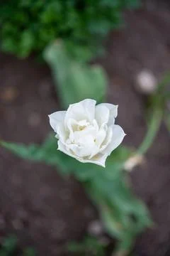 White tulip grows in the garden in spring Stock Photos