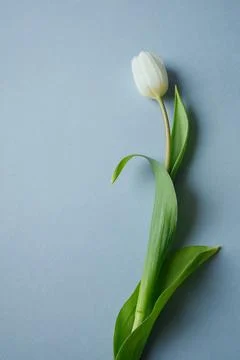 White tulip on light blue background with copy space Stock-Fotos