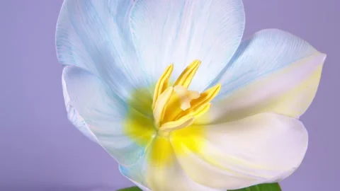 White tulip opens flower in time lapse and changes color from white to yellow-bl Stock Footage